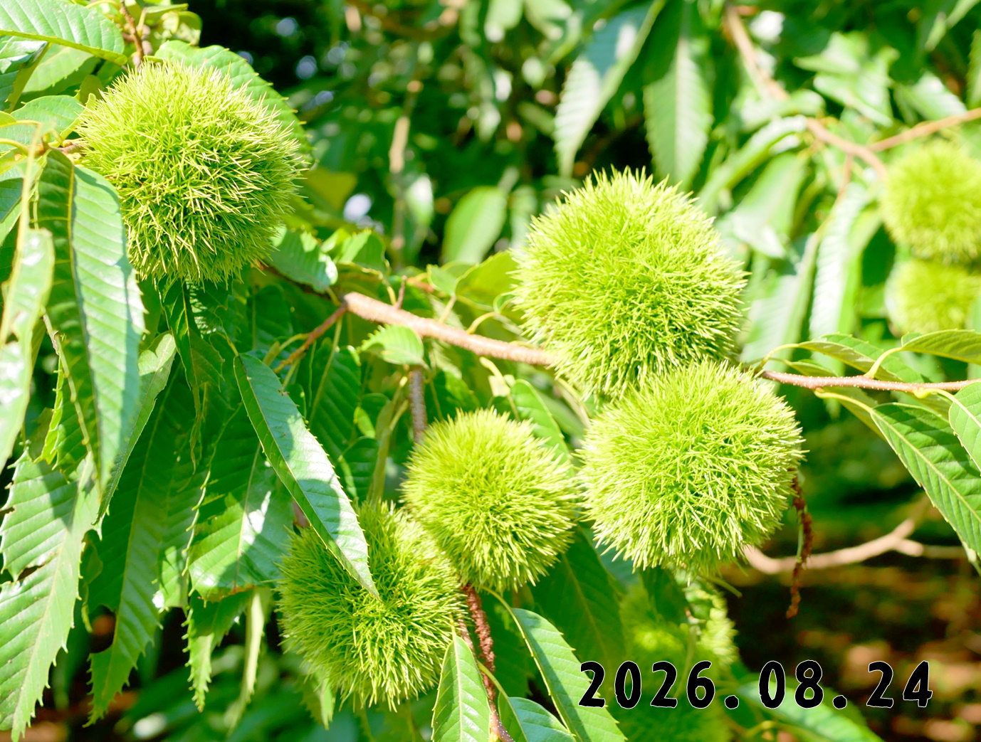 森の中の果樹園のクリ