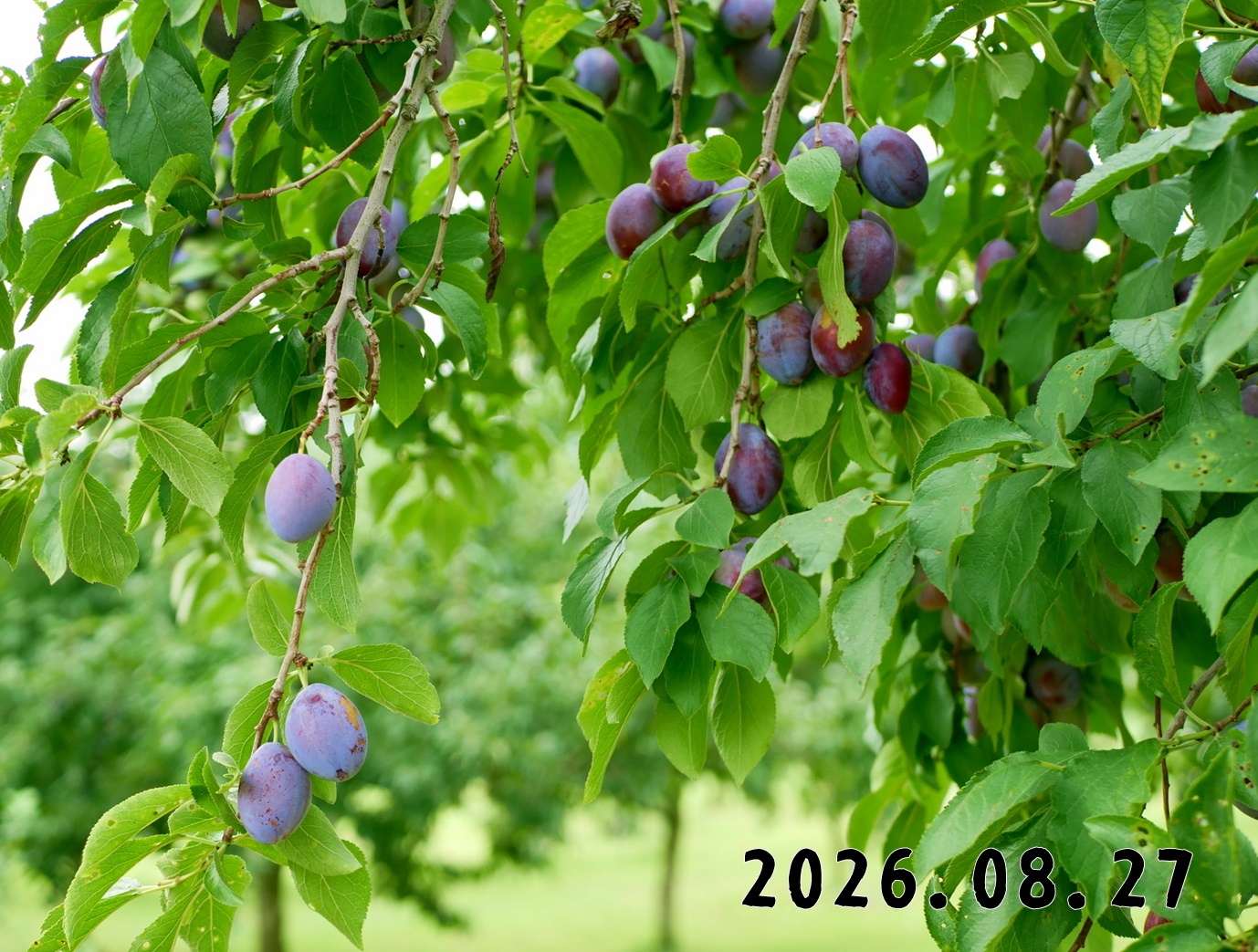 森の中の果樹園のプルーン－ようこそ、森の中の果樹園へ！！ここは岩木