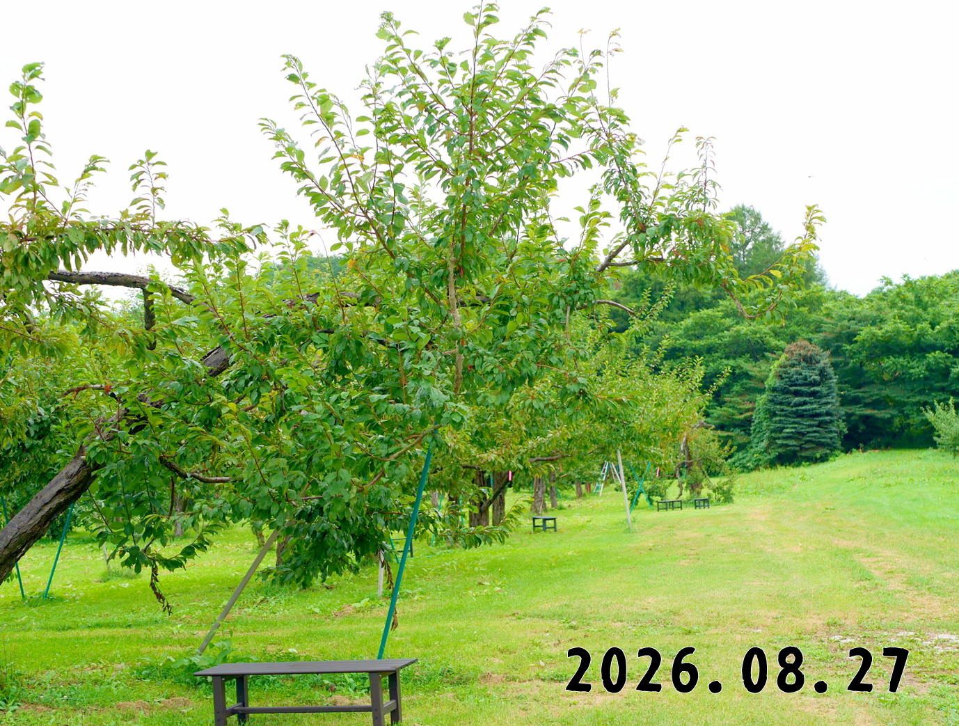 森の中の果樹園のプラム