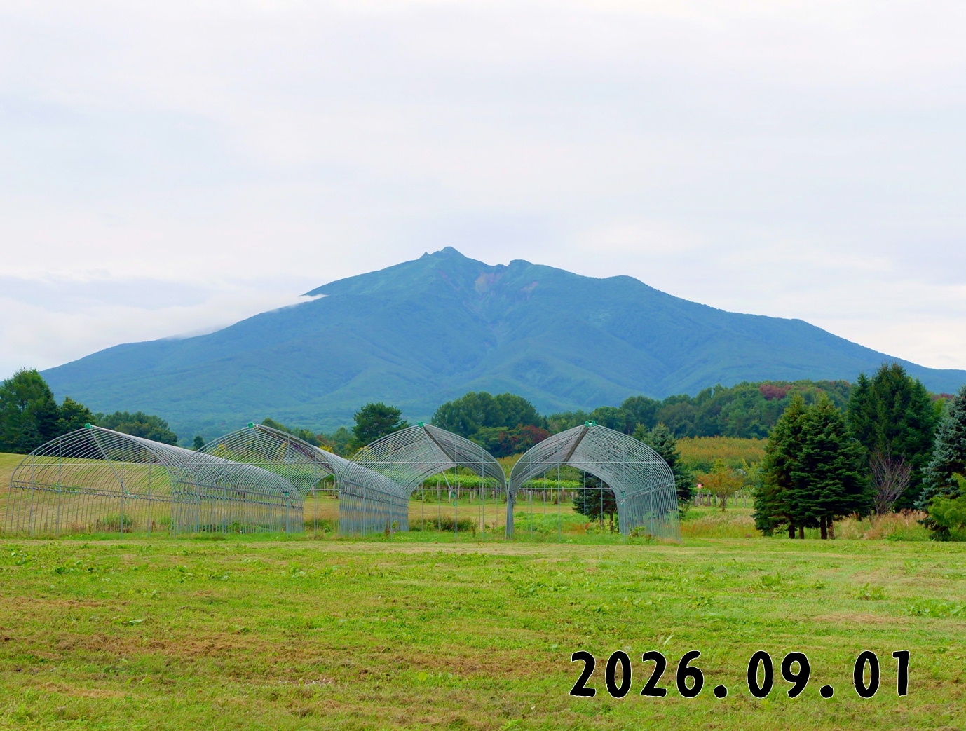 森の中の果樹園のくだもの狩り