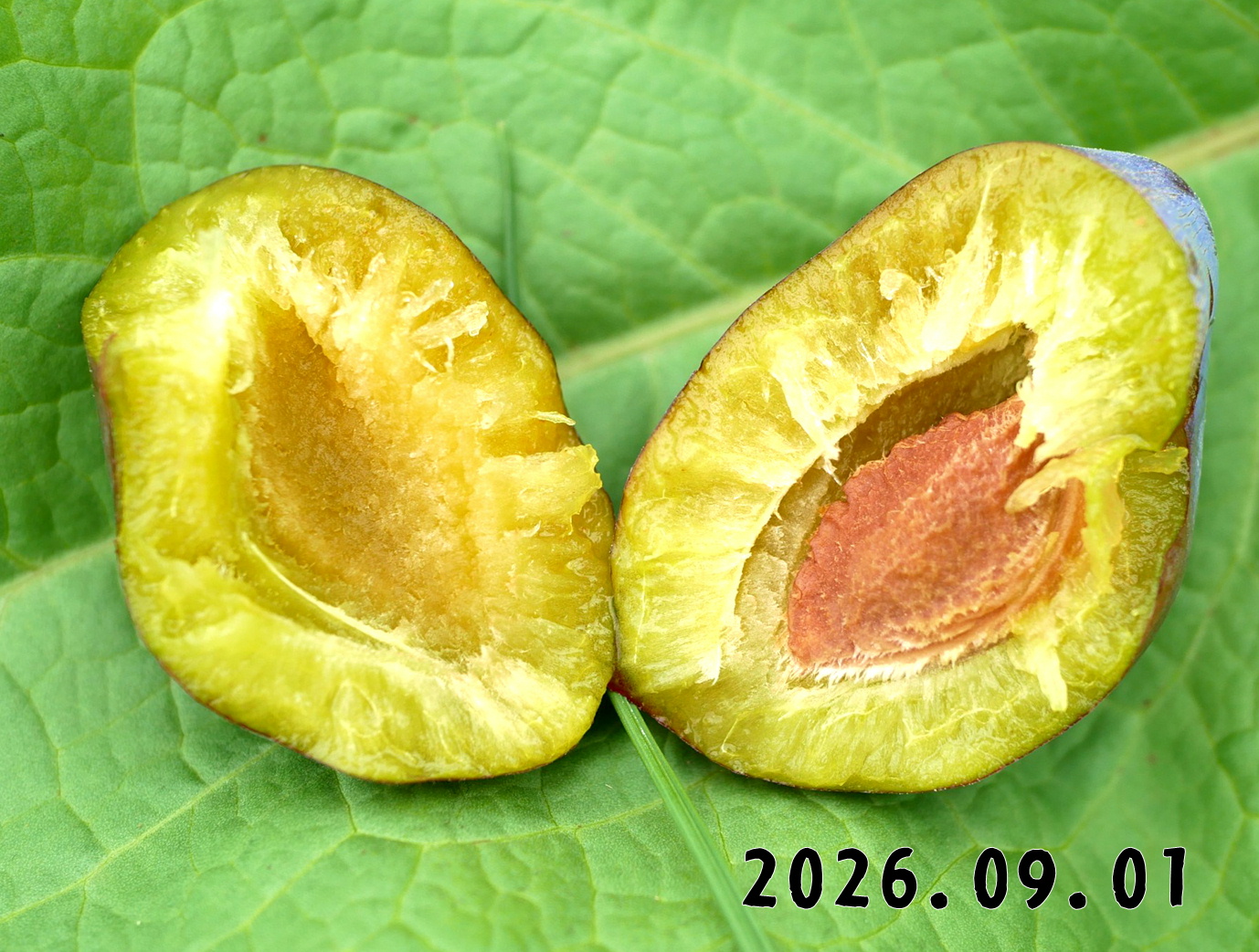森の中の果樹園のプルーン－ようこそ、森の中の果樹園へ！！ここは岩木