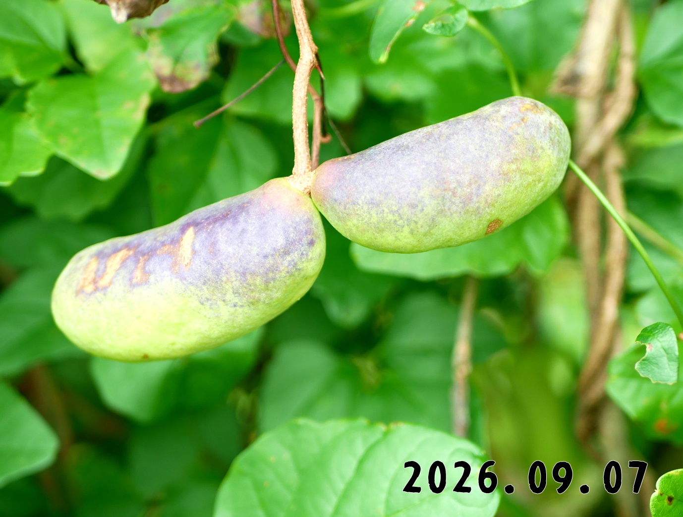 森の中の果樹園のアケビ