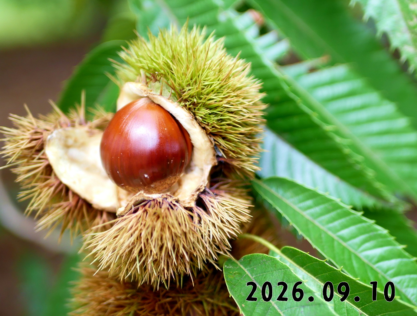 森の中の果樹園のクリ