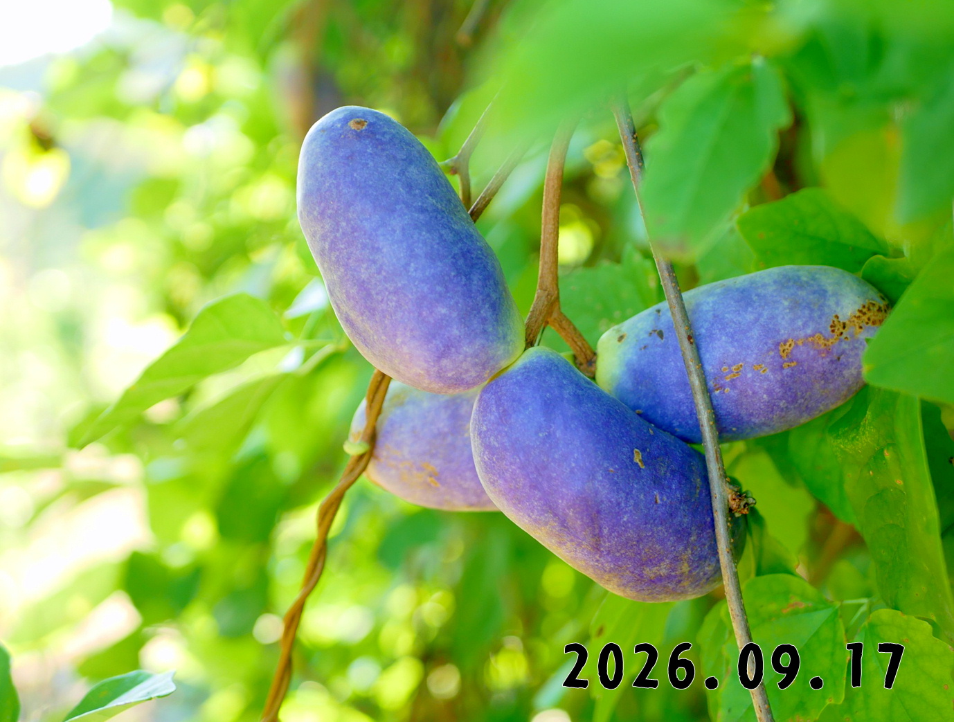 森の中の果樹園のアケビ