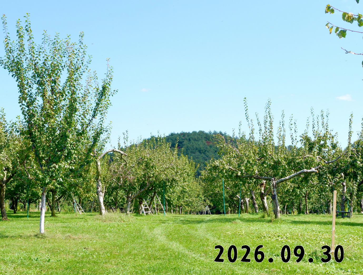 森の中の果樹園のプルーン