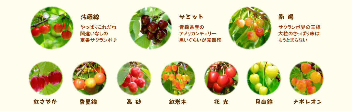 森の中の果樹園のサクランボ 品種紹介