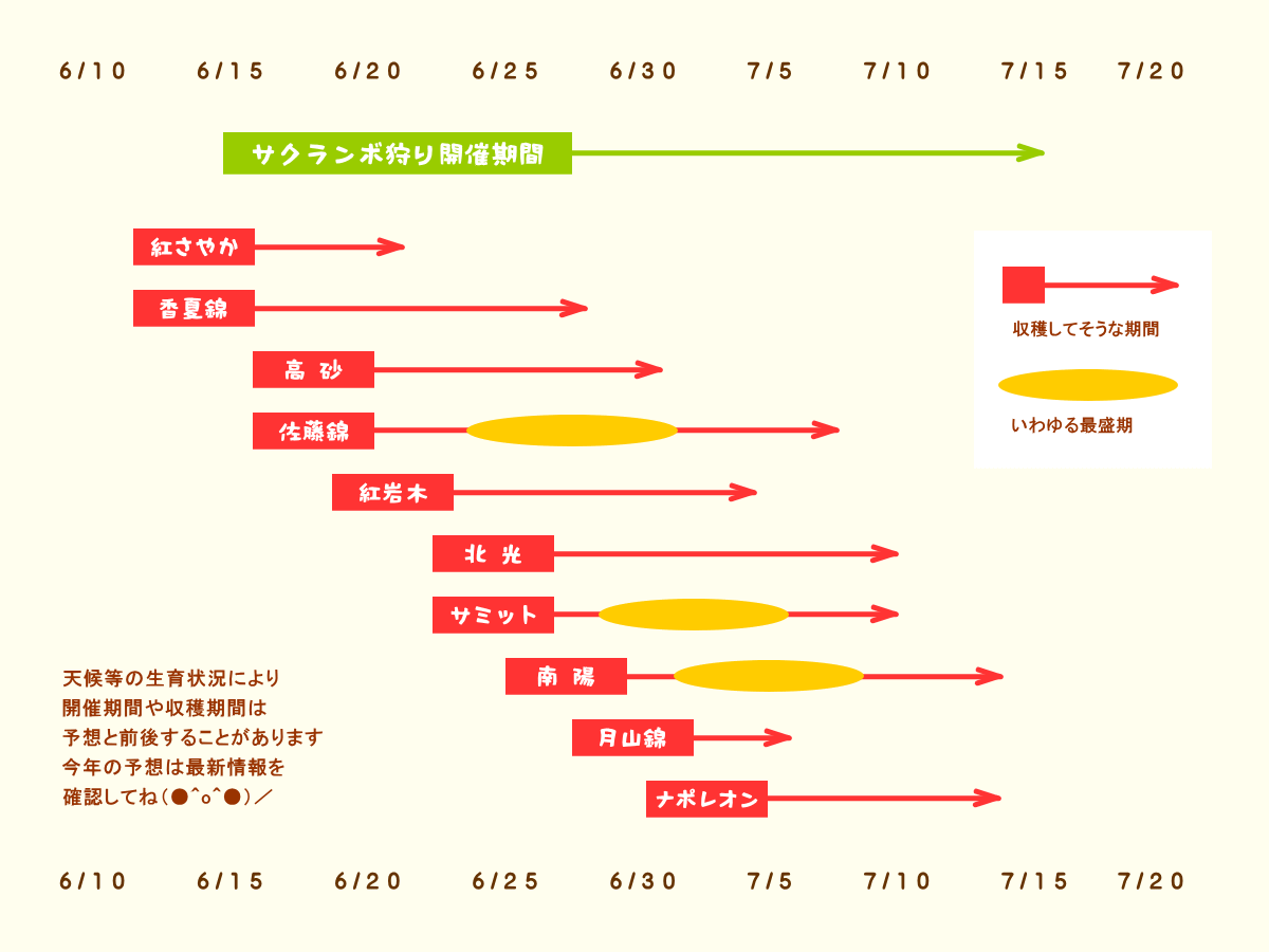 森の中の果樹園のサクランボ 収穫予想
