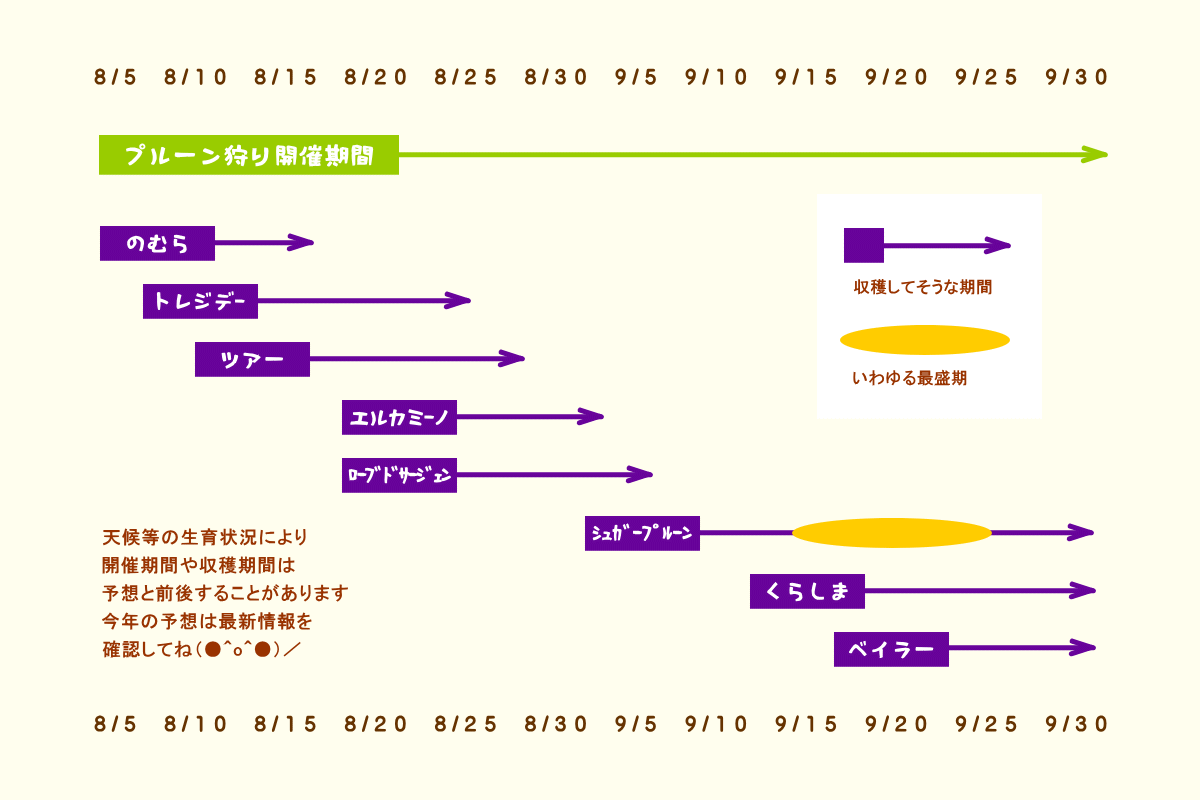 森の中の果樹園のプルーン 収穫予想