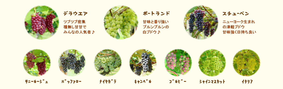 森の中の果樹園のブドウ　品種紹介
